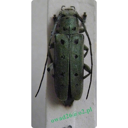 Saperda octopunctata (Scopoli, 1772) Rzemlik lipowiec